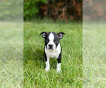 Small #14 Boston Terrier