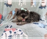 Small #6 Schnauzer (Miniature)