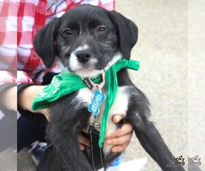Labrador Retriever-Unknown Mix Dogs for adoption in Washington, DC, USA