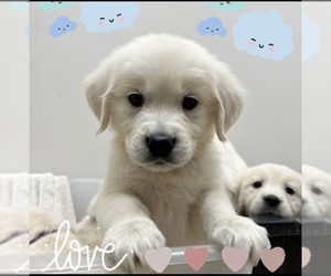 English Cream Golden Retriever Puppy for sale in N HIGHLANDS, CA, USA