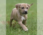 Small #3 Boxer Mix