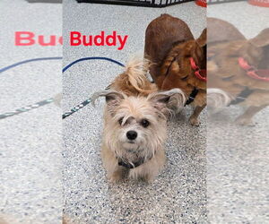Chihuahua-Unknown Mix Dogs for adoption in Sayreville, NJ, NJ, USA