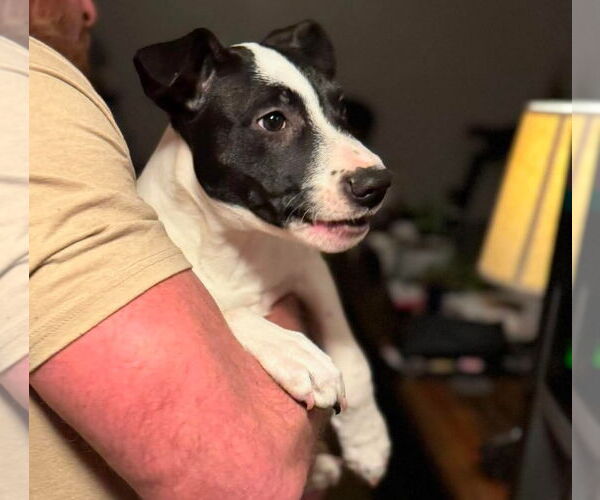 Medium Photo #10 Mutt Puppy For Sale in Germantown, OH, USA