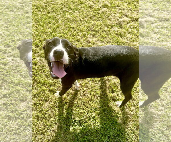 Medium Photo #4 Mutt Puppy For Sale in Eastman, GA, USA