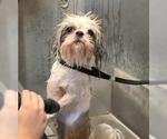 Small #4 Shih Tzu Mix