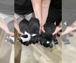 Small Photo #2 Boston Terrier Puppy For Sale in SELMA, NC, USA