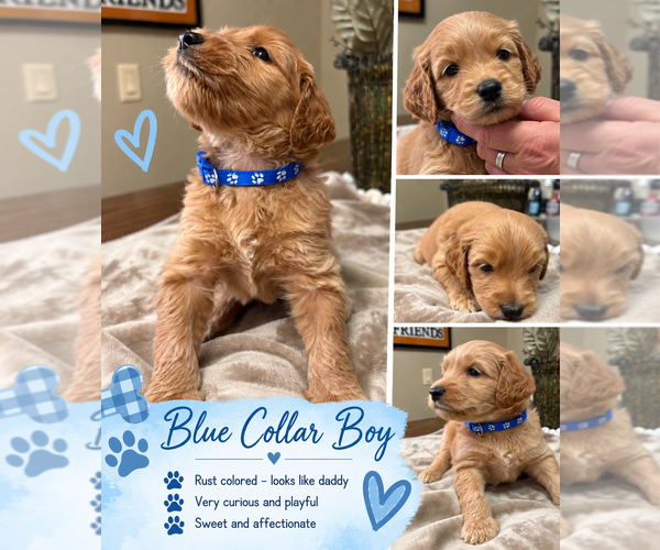 Medium Photo #1 Double Doodle Puppy For Sale in LAKELAND, FL, USA