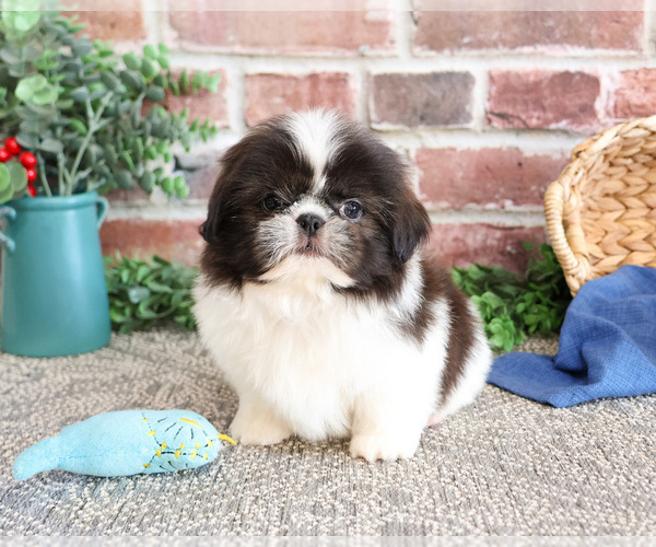 Medium Photo #11 Shih Tzu Puppy For Sale in SYRACUSE, IN, USA