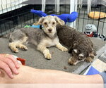 Small #2 Poodle (Miniature) Mix