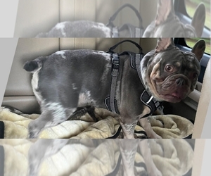 Father of the French Bulldog puppies born on 12/15/2022