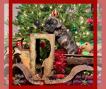 Small Photo #2 Bullmastiff-French Bulldog Mix Puppy For Sale in BELLVIEW, TX, USA