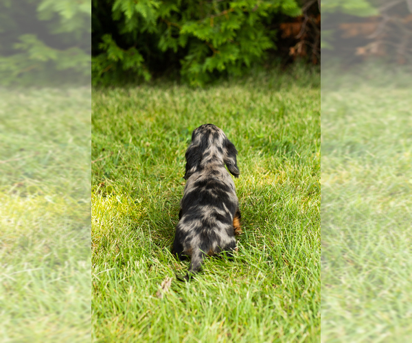Medium Photo #6 Dachshund Puppy For Sale in MILFORD, IN, USA