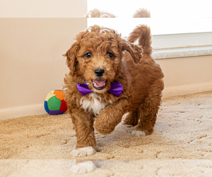 Goldendoodle (Miniature) Puppy for sale in ROY, UT, USA