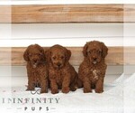 Small #1 Poodle (Miniature)