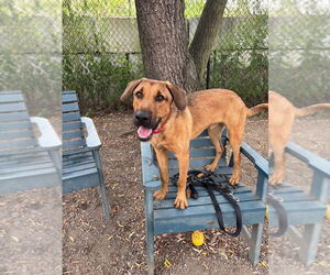 Mutt Dogs for adoption in Elmsford, NY, USA