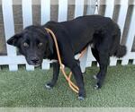 Small Collie-German Shepherd Dog Mix