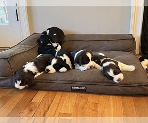 English Springer Spaniel Puppy for sale in WILMINGTON, NC, USA