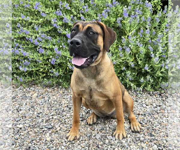 Medium Photo #4 Presa Canario Puppy For Sale in Albuquerque, NM, USA