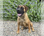 Small #3 Presa Canario
