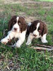 English Springer Spaniel Puppy for sale in ROANOKE, TX, USA