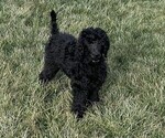 Puppy Aqua Poodle (Standard)