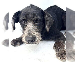 German Wirehaired Pointer-Unknown Mix Dogs for adoption in Houston, TX, USA