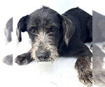 Small German Wirehaired Pointer Mix