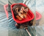 Small Photo #9 Yorkshire Terrier Puppy For Sale in HUDDLESTON, VA, USA