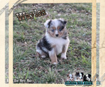 Small Photo #5 Miniature Australian Shepherd Puppy For Sale in FORESTBURG, TX, USA