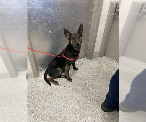 Medium Photo #1 German Shepherd Dog-Unknown Mix Puppy For Sale in Pasadena, TX, USA