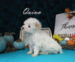 Small #2 Poodle (Toy)