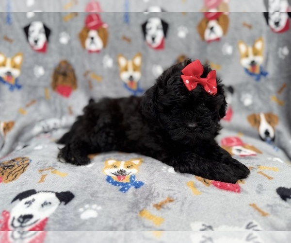 Medium Photo #5 Shih-Poo Puppy For Sale in LAKELAND, FL, USA