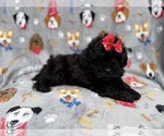 Small #4 Shih-Poo