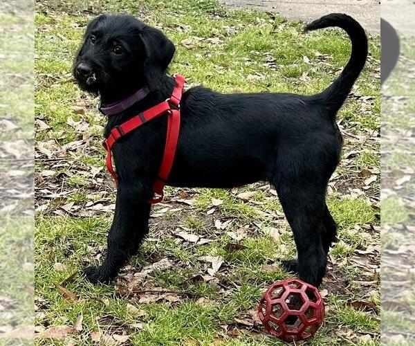 Medium Photo #4 Mutt Puppy For Sale in Yardley, PA, USA