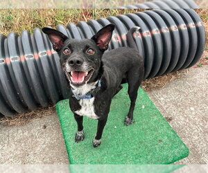 Mutt Dogs for adoption in McKinleyville, CA, USA