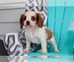 Small Photo #3 Cavalier King Charles Spaniel Puppy For Sale in SHILOH, OH, USA