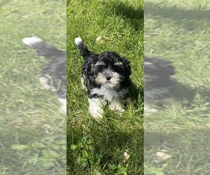 Havanese Puppy for Sale in CANOGA, New York USA