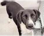 Small #1 Mutt