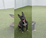 Small #11 American Pit Bull Terrier