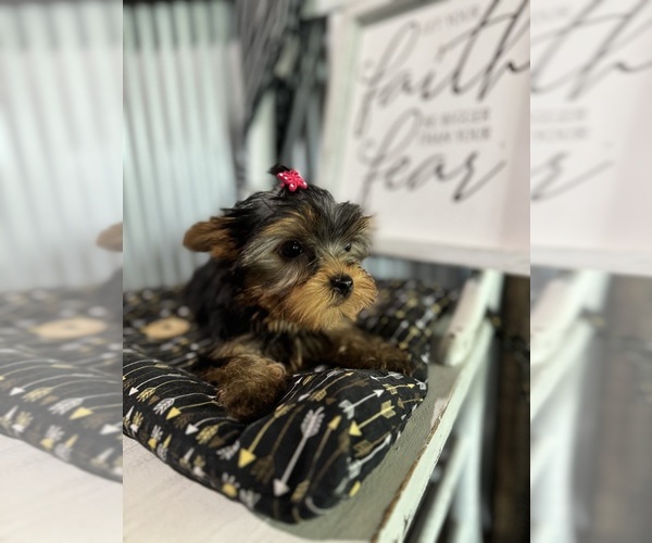Medium Photo #7 Yorkshire Terrier Puppy For Sale in NAPPANEE, IN, USA