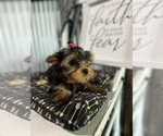 Small Photo #7 Yorkshire Terrier Puppy For Sale in NAPPANEE, IN, USA