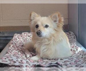 Mutt Dogs for adoption in Martinez, CA, USA