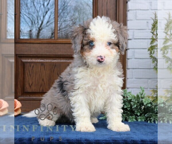 Medium Photo #2 Bernedoodle (Miniature) (+ Poodle Miniature) Puppy For Sale in NARVON, PA, USA