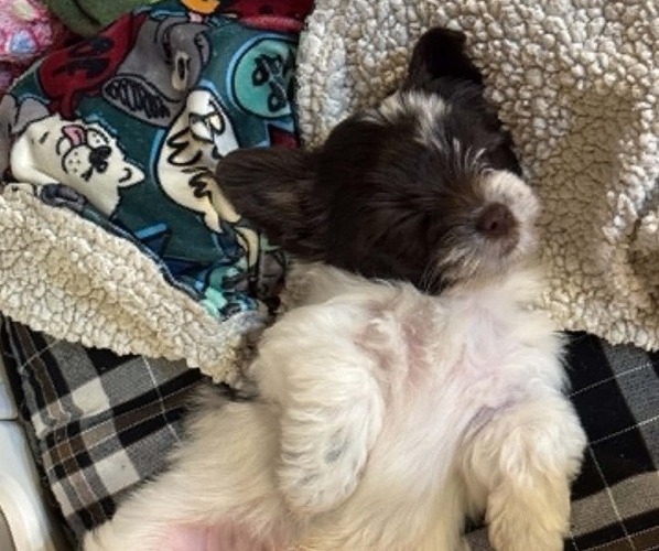 Medium Photo #5 Yorkshire Terrier Puppy For Sale in DAYTON, TX, USA