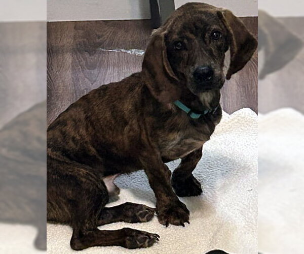 Medium Photo #5 Basset Hound-Plott Hound Mix Puppy For Sale in Deepwater, NJ, USA
