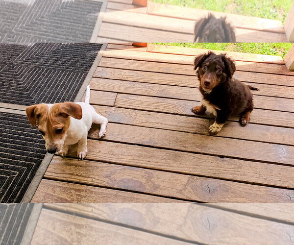 Medium Photo #4 Aussiedoodle Miniature  Puppy For Sale in Arlington, WA, USA