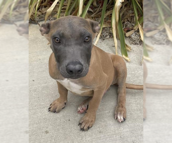 Medium Photo #1 Mutt Puppy For Sale in Sebec, ME, USA