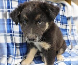 Mutt Dogs for adoption in Thief River Falls, MN, USA