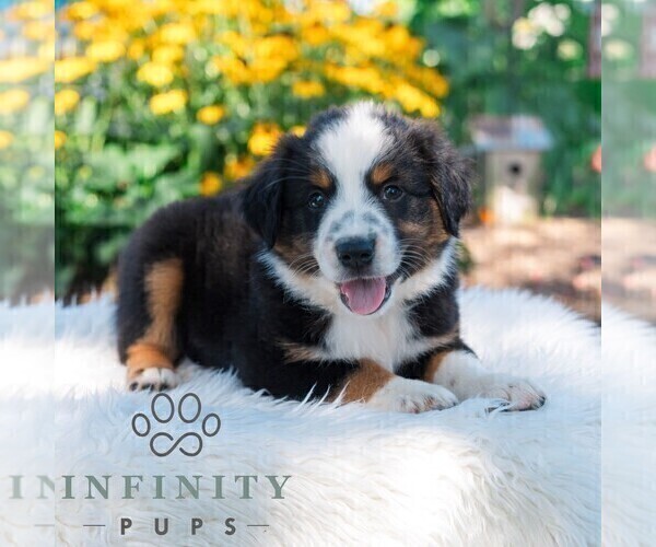 Medium Photo #5 Miniature Australian Shepherd Puppy For Sale in REBERSBURG, PA, USA