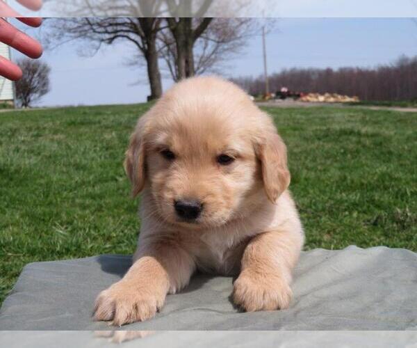View Ad Golden Retriever Puppy for Sale near Ohio, SHILOH, USA. ADN252943